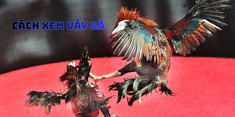 Cách Xem Vảy Gà
