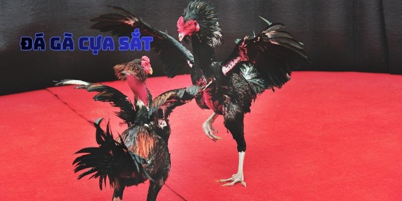 Đá Gà Cựa Sắt