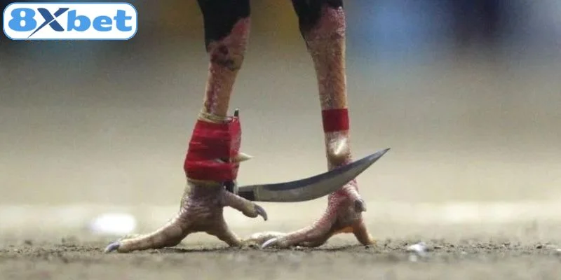 Bí quyết chơi đá gà cựa sắt dễ thắng cho người mới