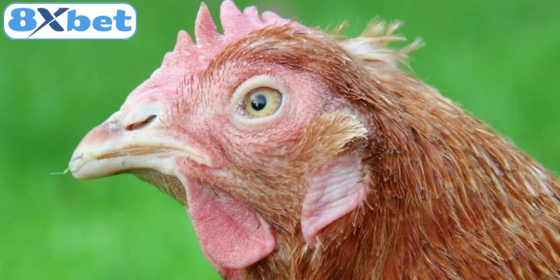 Cách điều trị gà bị lậu đế chi tiết hiệu quả