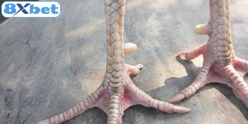 Chi tiết về vảy gà, cách nhận diện chính xác