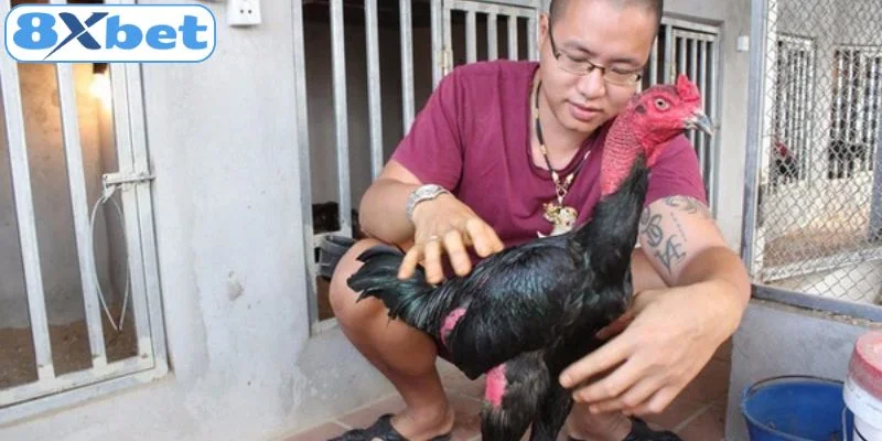 Điều kiện về môi trường sống của gà đá 