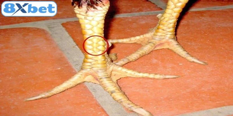 Hướng dẫn kiểm tra vảy gà các loại vảy gà thường thấy