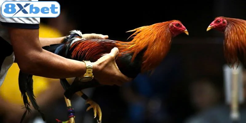 Lý do nên cá cược đá gà tại 8xbet 