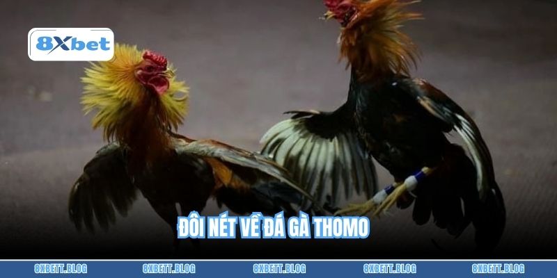 Đôi nét về đá gà Thomo